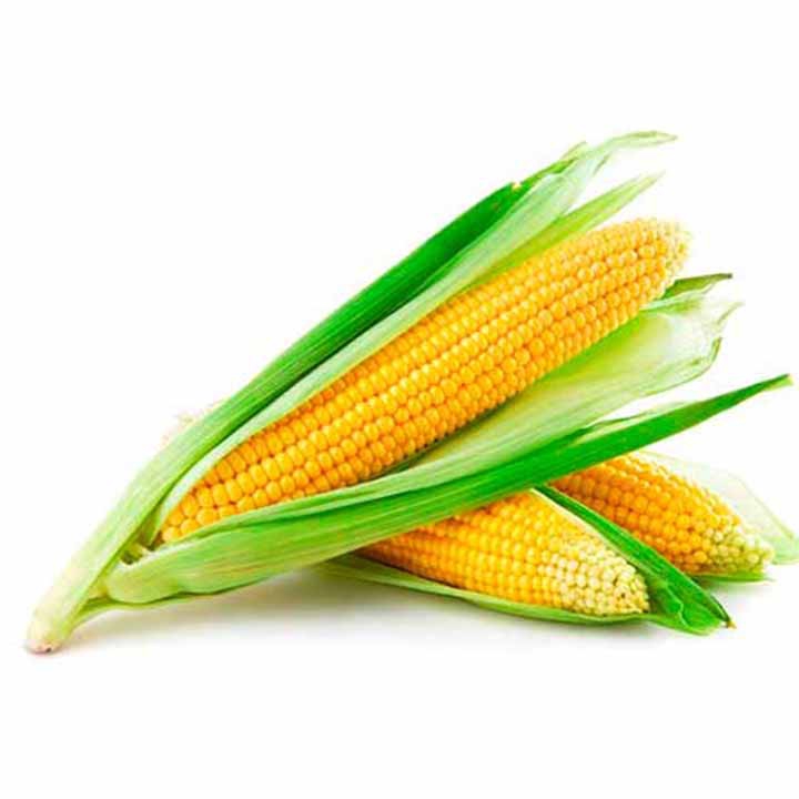 Imagen Principal del Producto